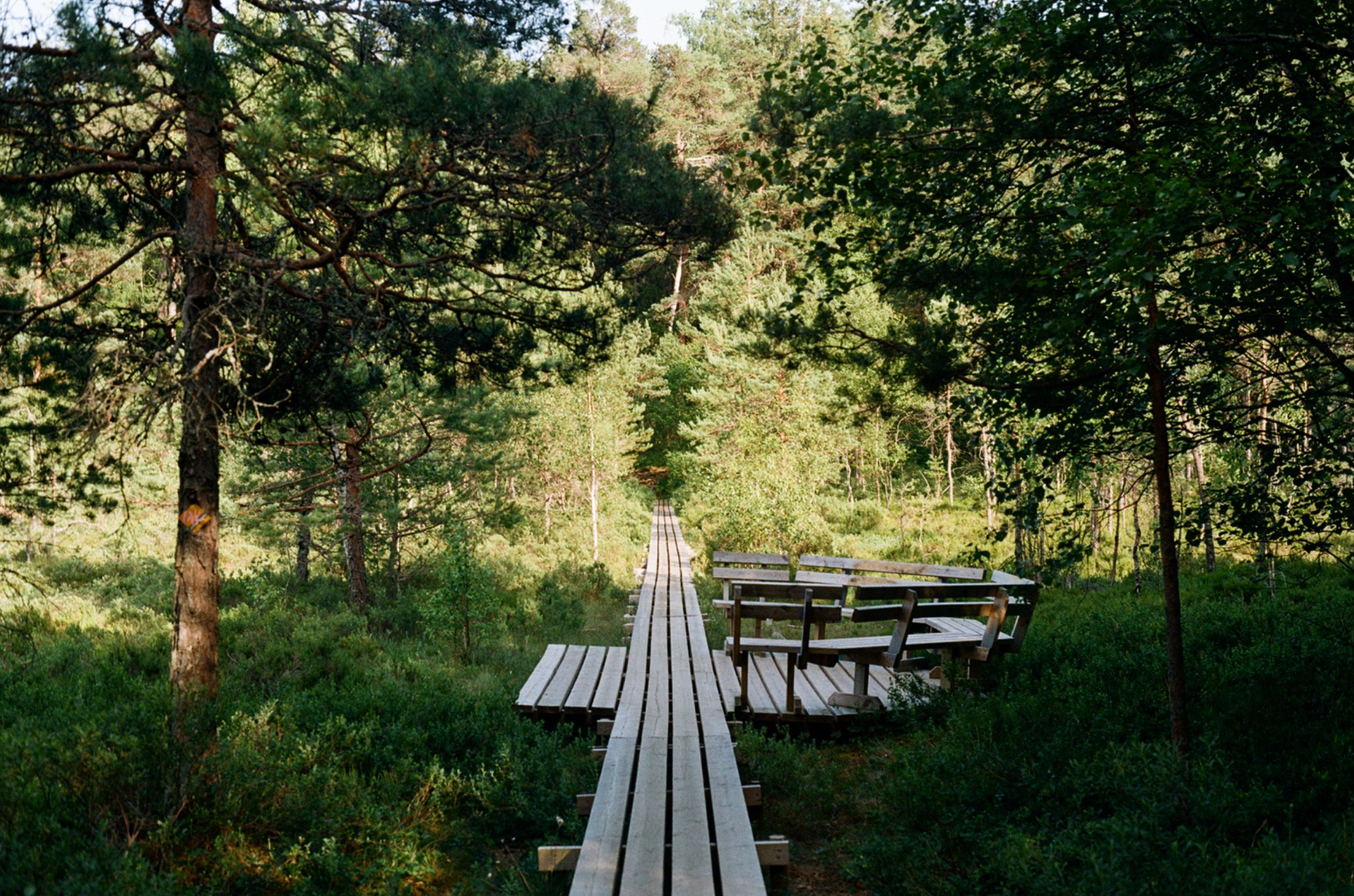 Forest