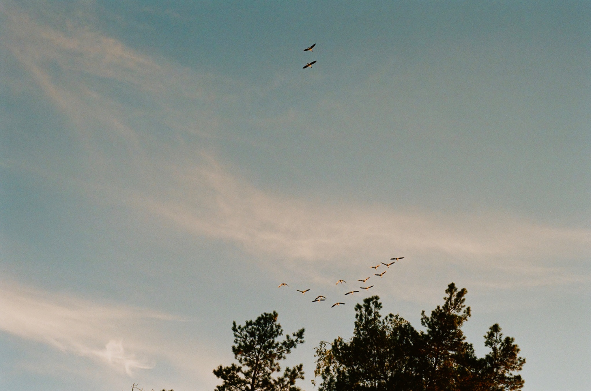 Birds